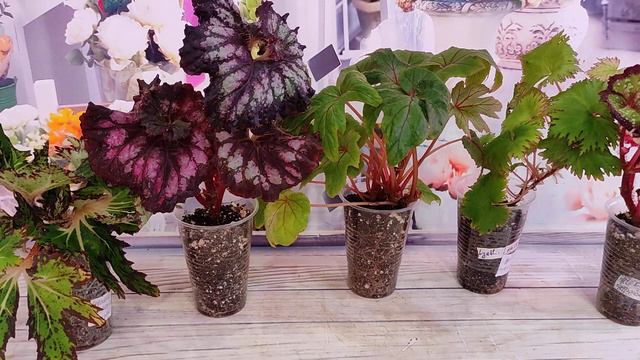 Еще бегошек для настроения! смотреть онлайн