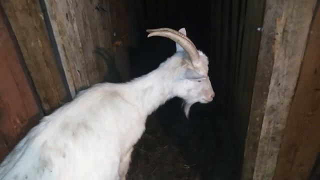 Неудачный окот, сколько козы дают молока смотреть онлайн