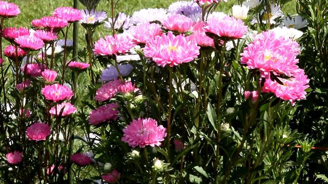 Астры цветы 15 августа 2013 смотреть онлайн