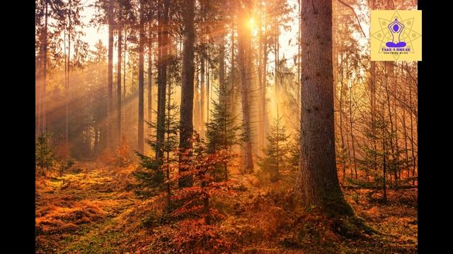 Soothing Meditation Music - Suitable for Meditation - Nature Clippings смотреть онлайн