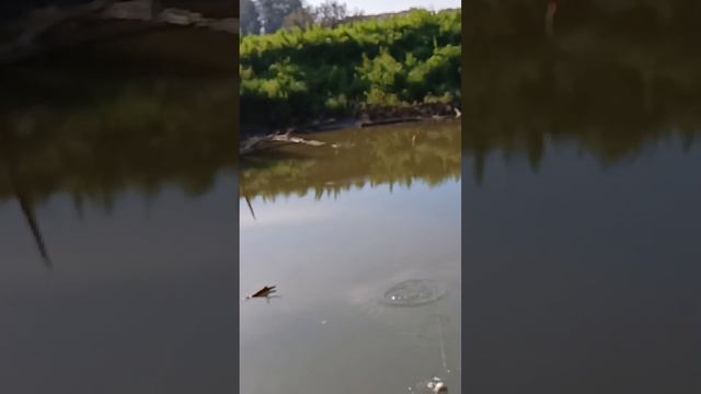 Ловля карася на поплавочную удочку. смотреть онлайн