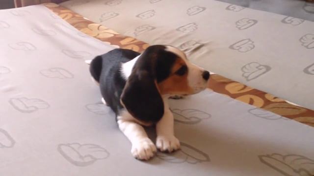 Бигль щенок | Beagle puppy смотреть онлайн