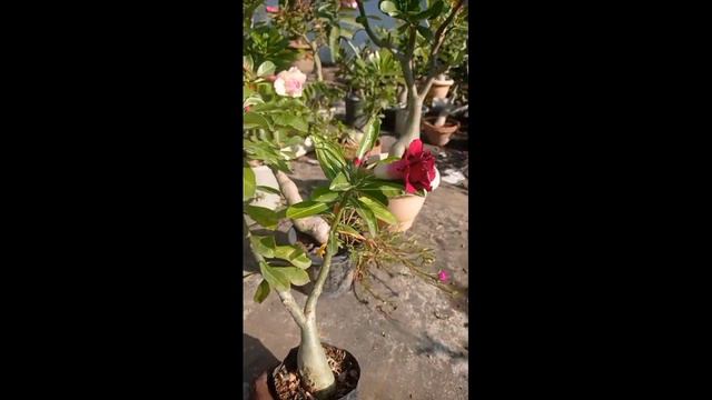 Double grafted adenium#2colur in 1plant# смотреть онлайн