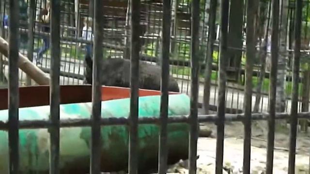 Н Батырева Мишутка расшалился Хабаровский зоосад 1 смотреть онлайн