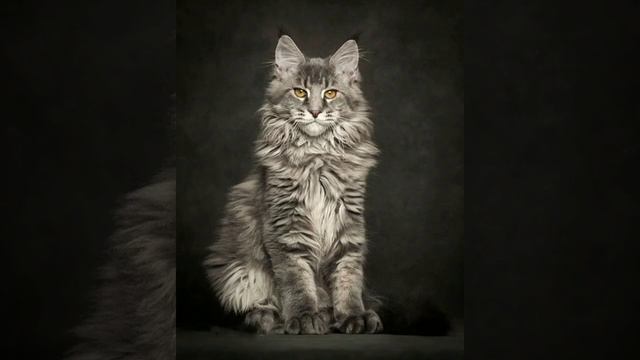 Какая ты порода кошек по знаку зодиака | KruL смотреть онлайн