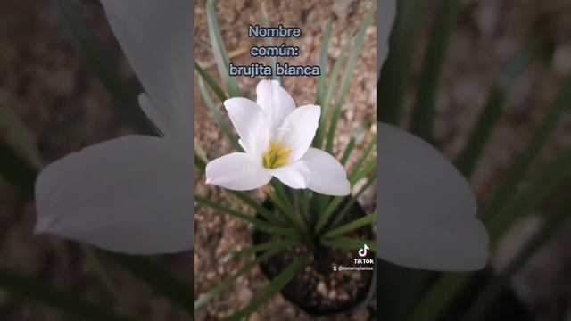 brujita blanca #Zephyranthes candida #Amaryllidaceae #plantas смотреть онлайн