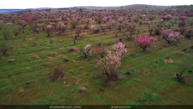 Сезон цветения персиков в Крыму смотреть онлайн