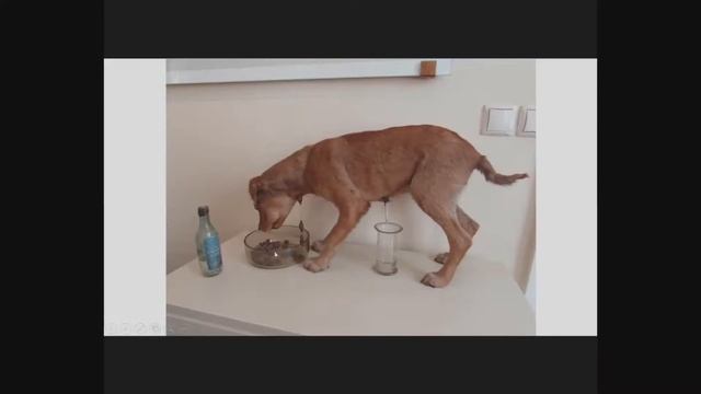 1 7  Пищеварительная система 2