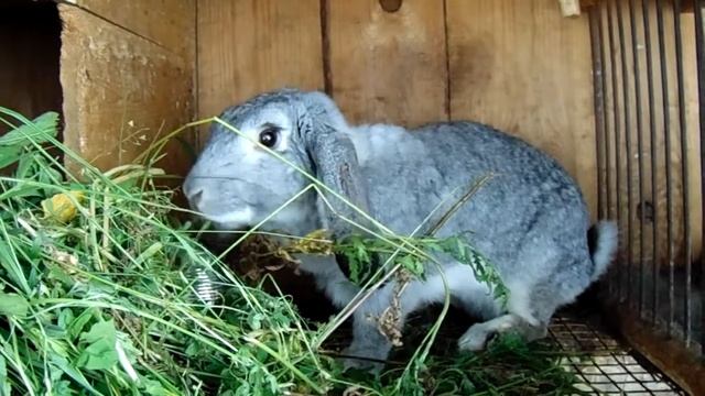 Кормление кроликов, заготовка сена смотреть онлайн