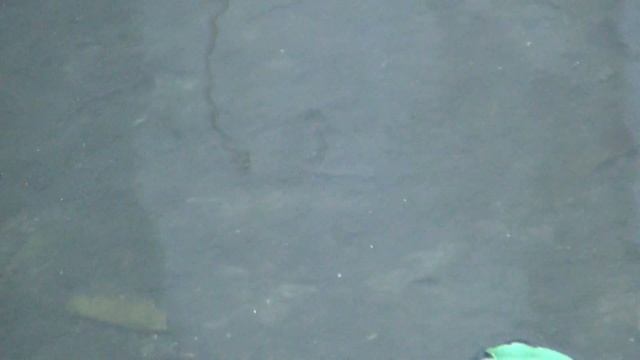 FISHIE QUEST смотреть онлайн