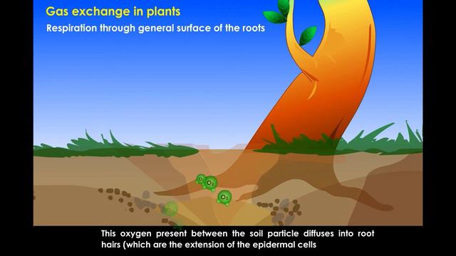 Gas Exchange in Plants - Life Process class 10 Biology || 2D content смотреть онлайн