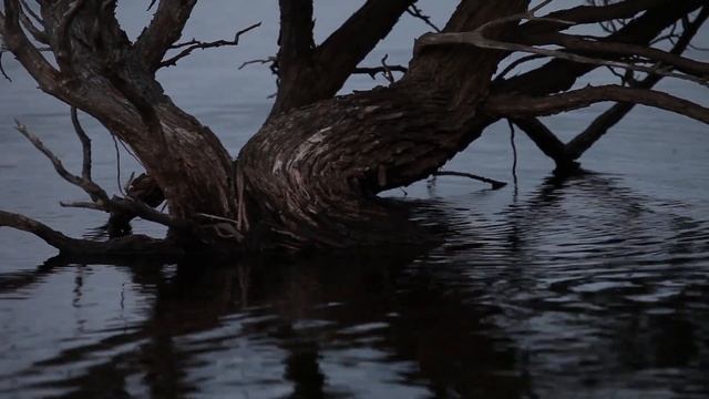 Кто отложил яйцо? | Ехидна и утконос смотреть онлайн