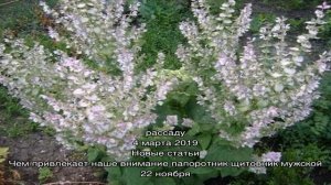 Выращивание шалфея мускатного в саду