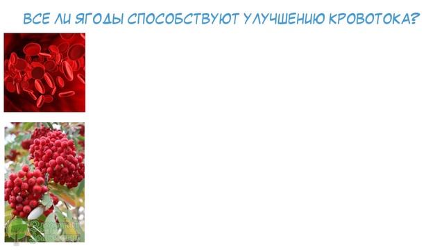Разжижаем кровь быстро и вкусно! Топ-7 ягод, которые разбивают тромбы смотреть онлайн
