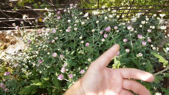 l'entretien du chrysantheme смотреть онлайн