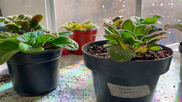 abonar violetas africanas en invierno chuyito jardinero смотреть онлайн