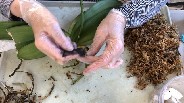 ОРХИДЕИ. Новый лист растёт буграми - в чём проблема? Orchid Leaf Is Growing Bubbling.