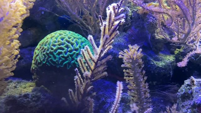 REEF RELAX - Chillout Music + Reef Aquarium + Room Design - LOFI #aquarium #reeftank #chilout