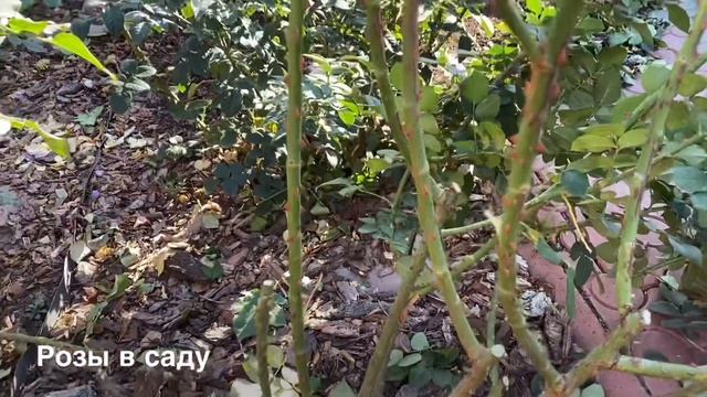 ОБРЕЗКА РОЗЫ ШРАБ. КАК НУЖНО ОБРЕЗАТЬ РОЗЫ? ОБРЕЗКА РОЗ. смотреть онлайн