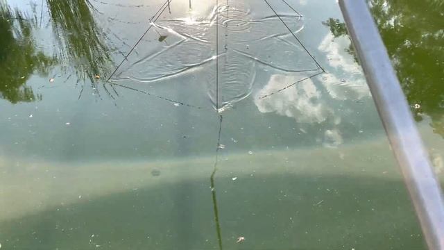 Селена смотрит на французских бульдогов ? смотреть онлайн