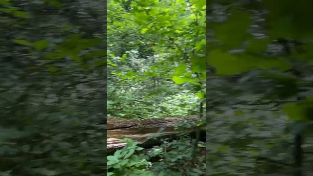 Подарок на дереве смотреть онлайн