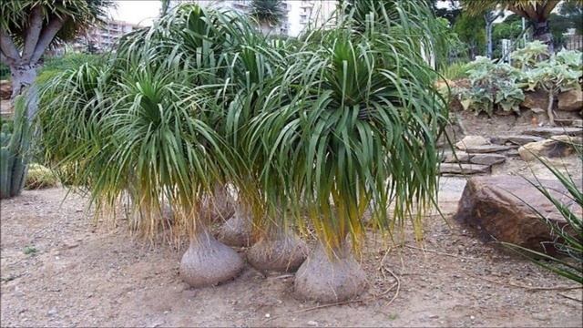 Pata de elefante (Beaucarnea recurvata) смотреть онлайн