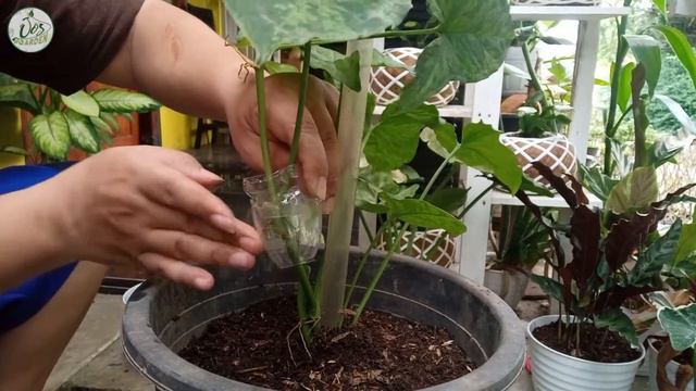 (Eps.31) Cara Mencangkok Tanaman Hias (Syngonium Mojito)