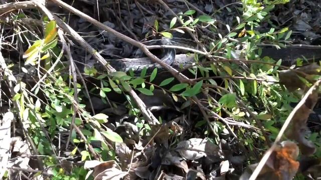 A WILD Python Comes to Play! смотреть онлайн