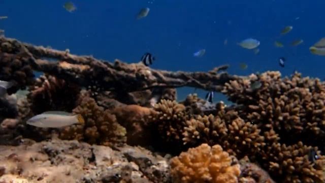 Трехполосые дасциллы (Dascyllus aruanus) Монохромное очарование. смотреть онлайн