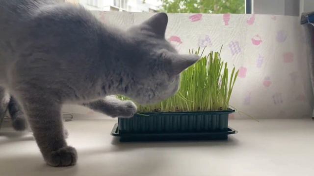 ПолЕзнАЯ тРаВа длЯ кошЕК и КОтят/коКТЕйльнЫЙ позиТИВ смотреть онлайн