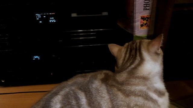 Technics RS-X120 + Technics SU-X120 and other components with my kitty смотреть онлайн