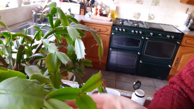 Virtual Gardener - favourite houseplant смотреть онлайн