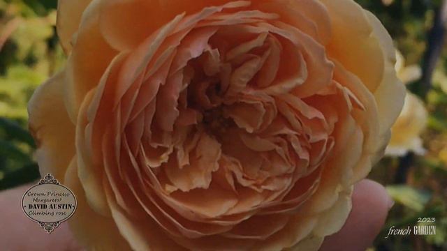 Rose Christmas Countdown 2023 ❄️ Crown Princess Margareta-David Austin❄️ 24 days of Roses - Day 6 смотреть онлайн