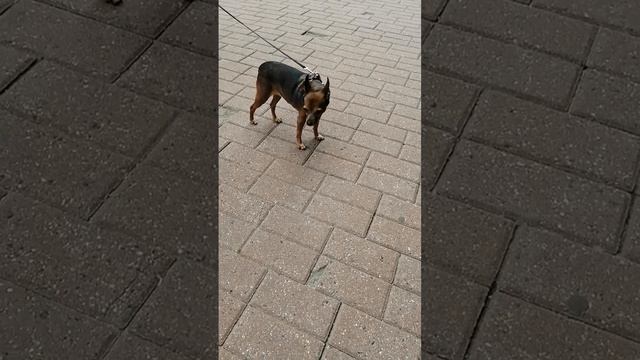 Russian toy terrier 13 years old (Русский той терьер 13 лет) смотреть онлайн