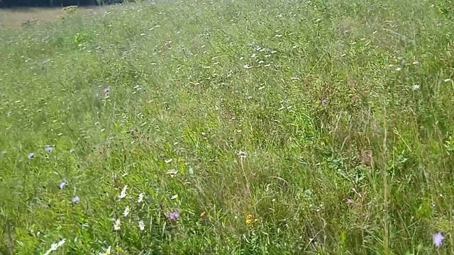 Июльский луг, в цветах и ароматах... смотреть онлайн