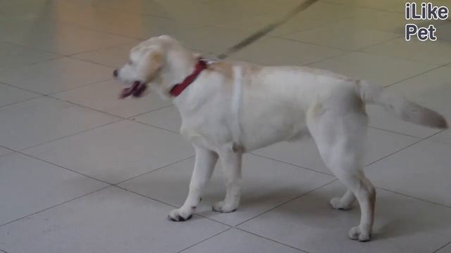 Домашние животные и не только