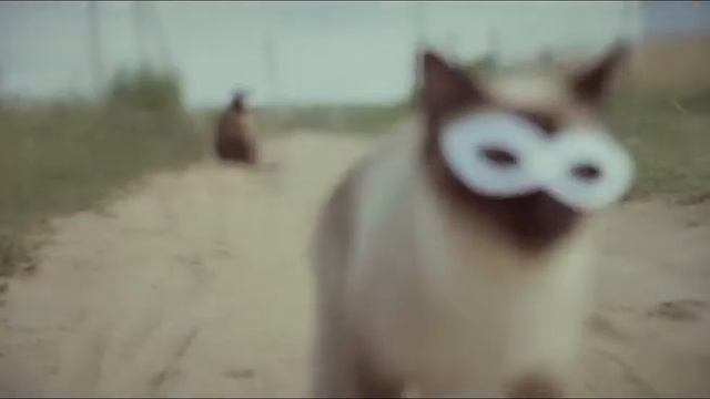 Кошки в очках смотреть онлайн