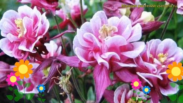 Аквилегия обыкновенная Винки Дабл Роуз энд Вайт. Обзор aquilegia vulgaris Winky Double Rose & White смотреть онлайн