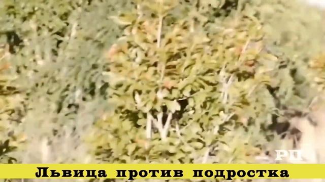 Львица терзает слона. Куница против обезьяны #не смотреть онлайн