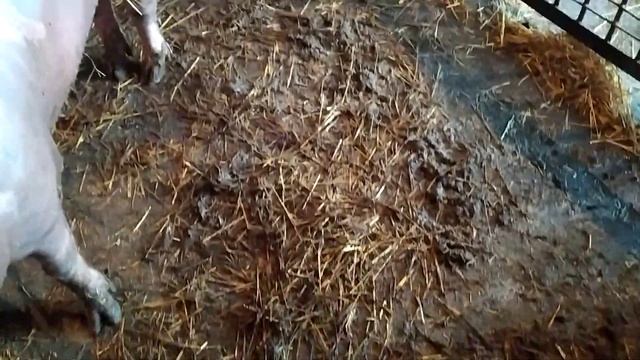 Купили Опилки ,Для Подстилки смотреть онлайн