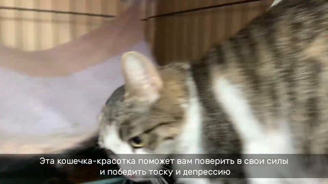 ЛЕДИ БАГ смотреть онлайн