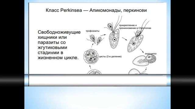 Животные (Часть 4) - Тип Апикомплексы смотреть онлайн