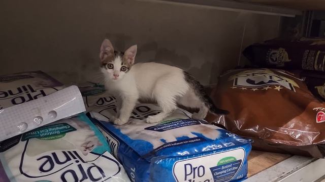 The mother gave birth and raised her kittens inside a store in the mall. Adorable Paws смотреть онлайн