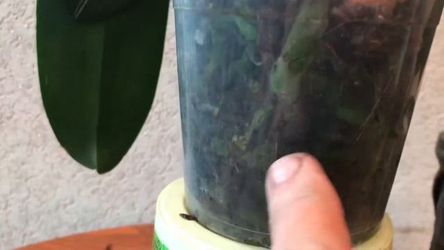 Орхидея Фалинопсис. Как изменилась за 2,5 месяца без меня? смотреть онлайн