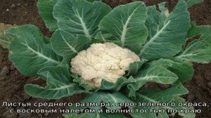 Описание и фото лучших сортов цветной капусты