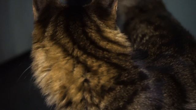 «Кошачий дневник Дзюндзи Ито: Ён и Му» — котовладение для чайников смотреть онлайн