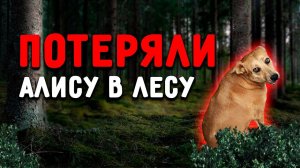 Алиса потерялась в лесу. Сдаем Тишке заключительно кровь на ИФА. Крики собак ежедневно.