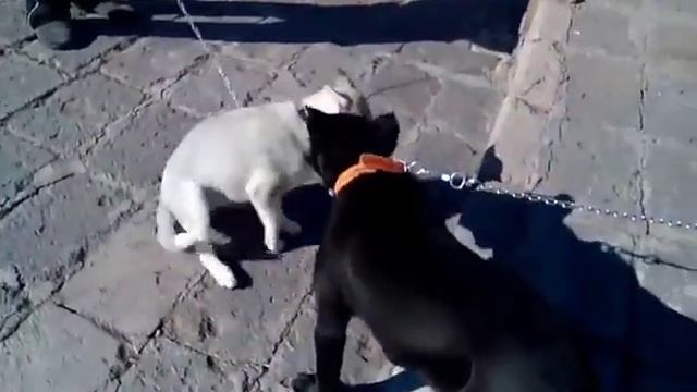 Кане Корсо и Хаски смотреть онлайн