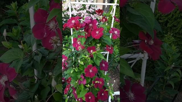 Клематис Руж Кардинал