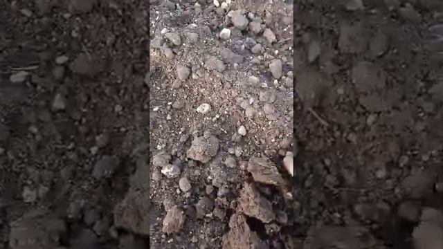 Minelab X-TERRA PRO- Неделната разходка с детектора смотреть онлайн